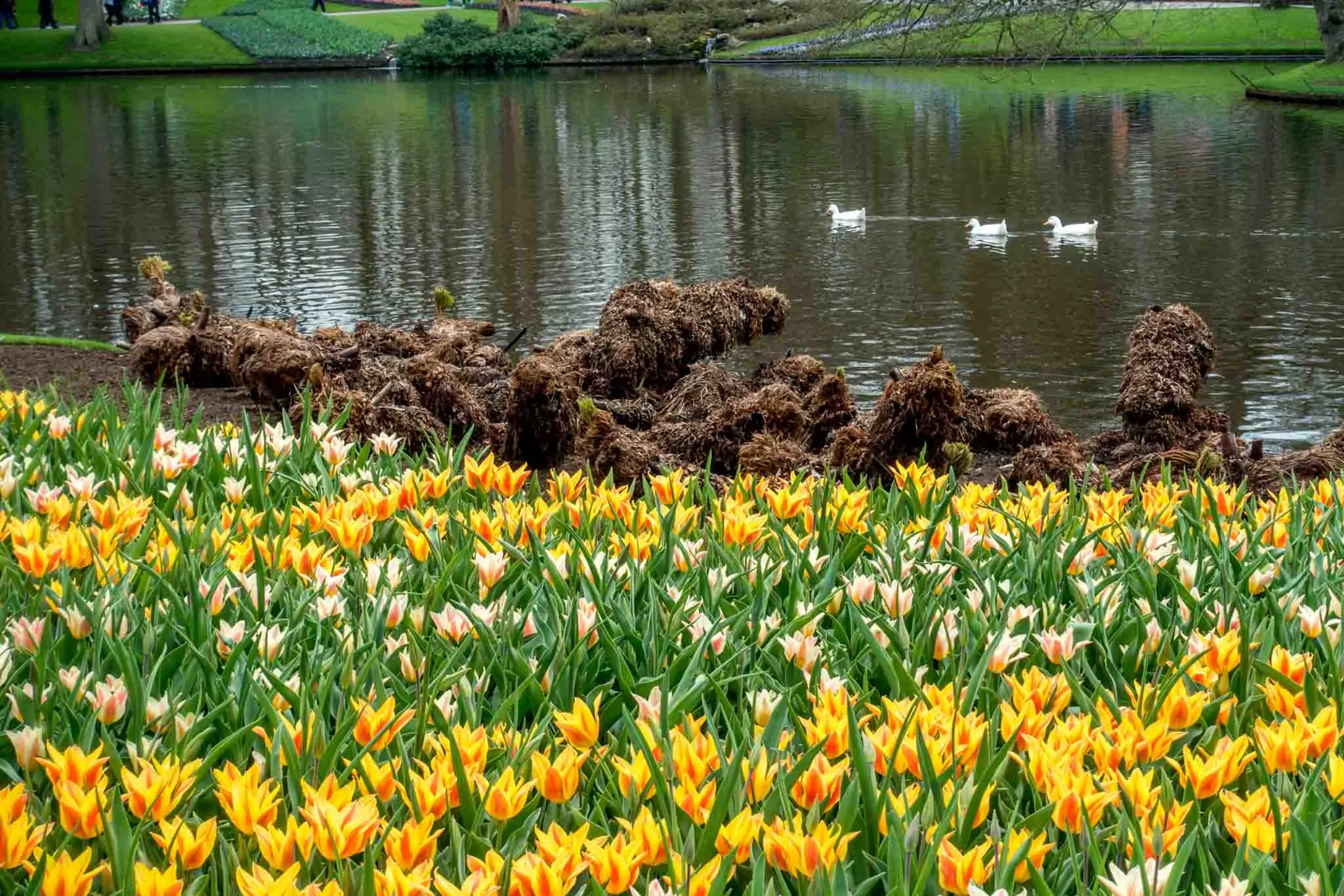 Tulips along a pond with ducks going by