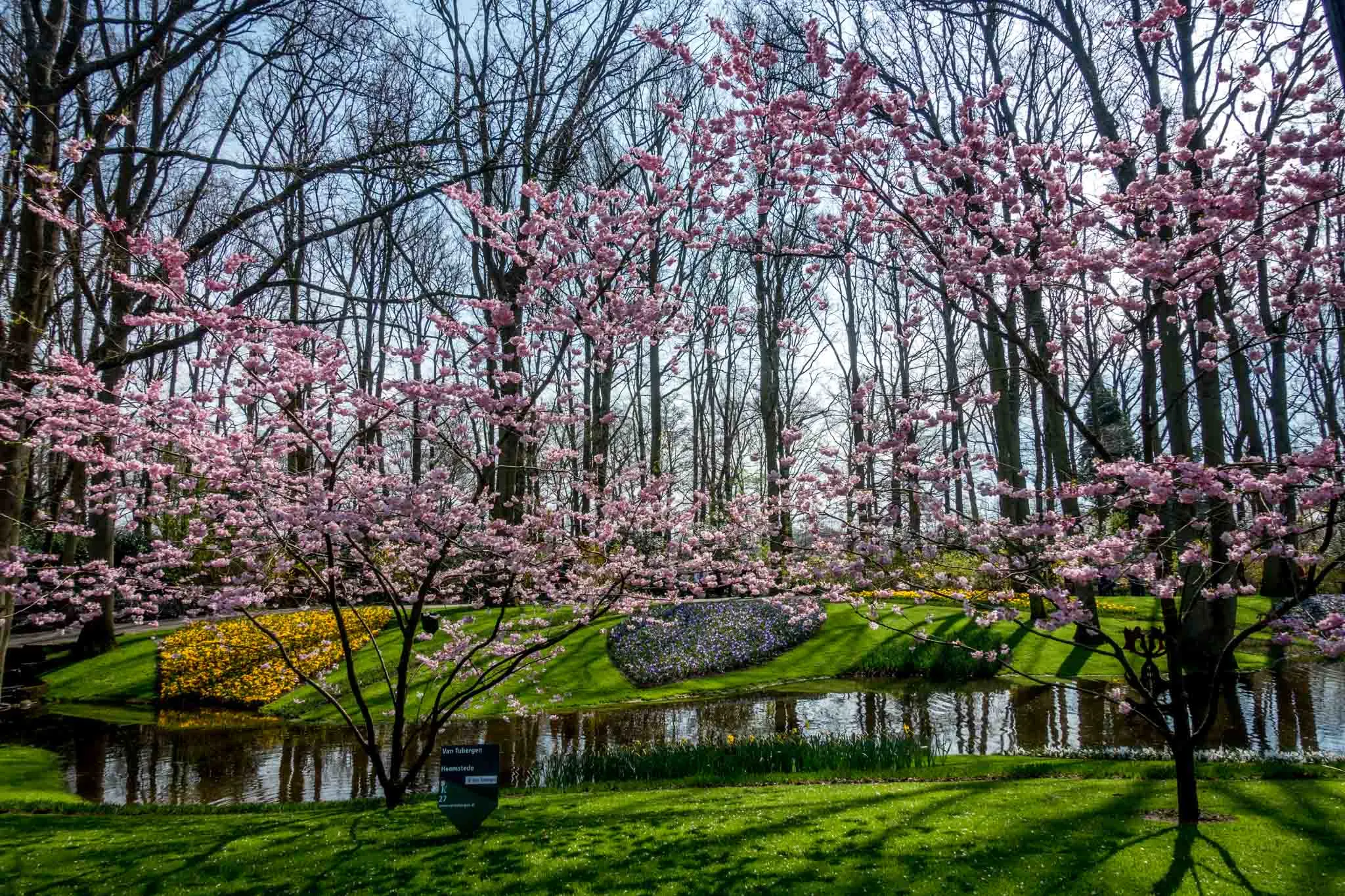 Cherry blossom trees blooming beside a stream