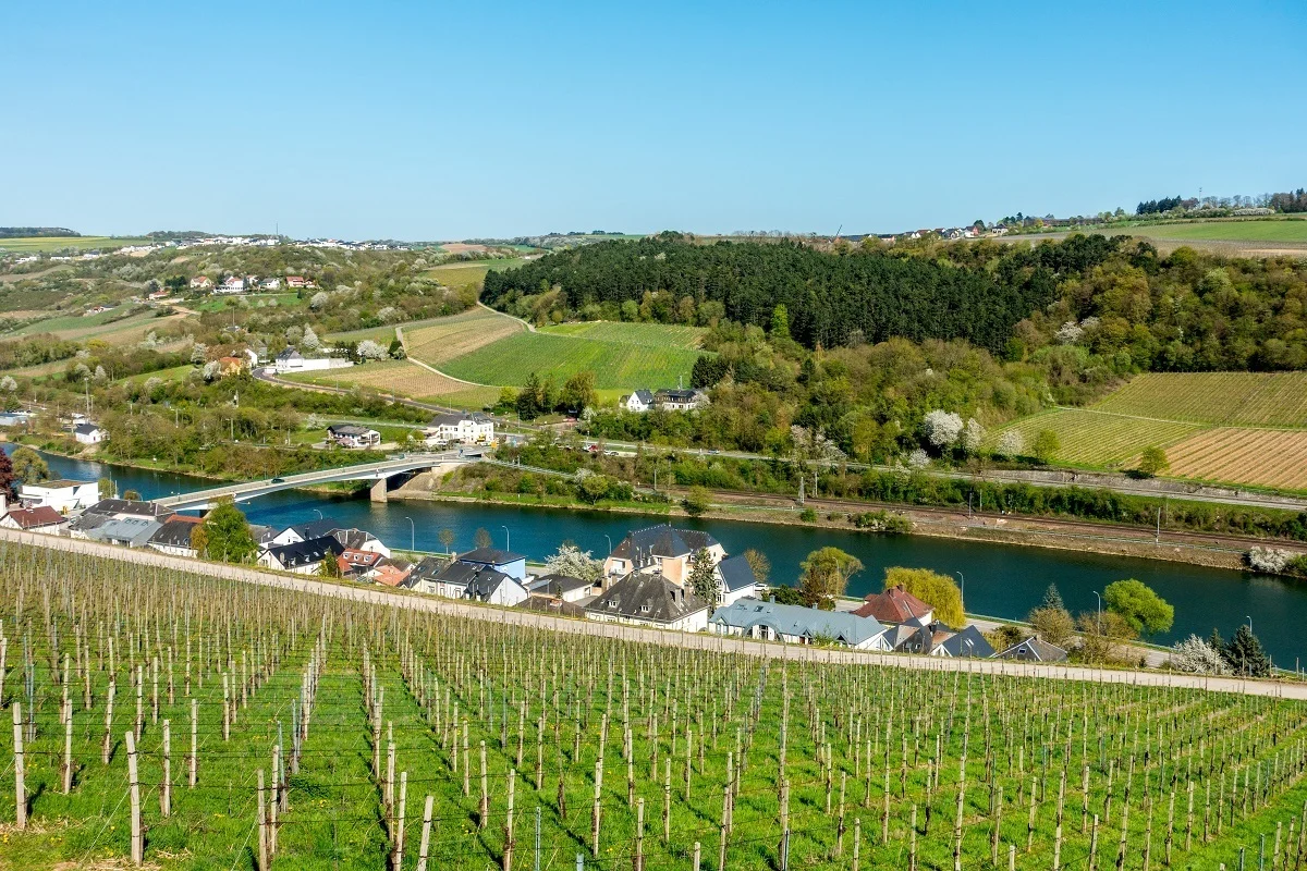 Vineyards in the Moselle River valley growing grapes for Luxembourg wine