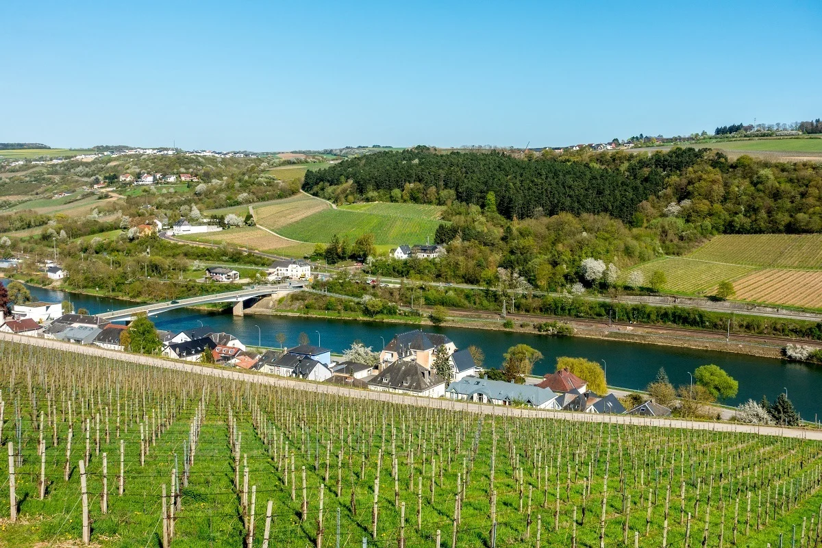 Moselle wine 2024