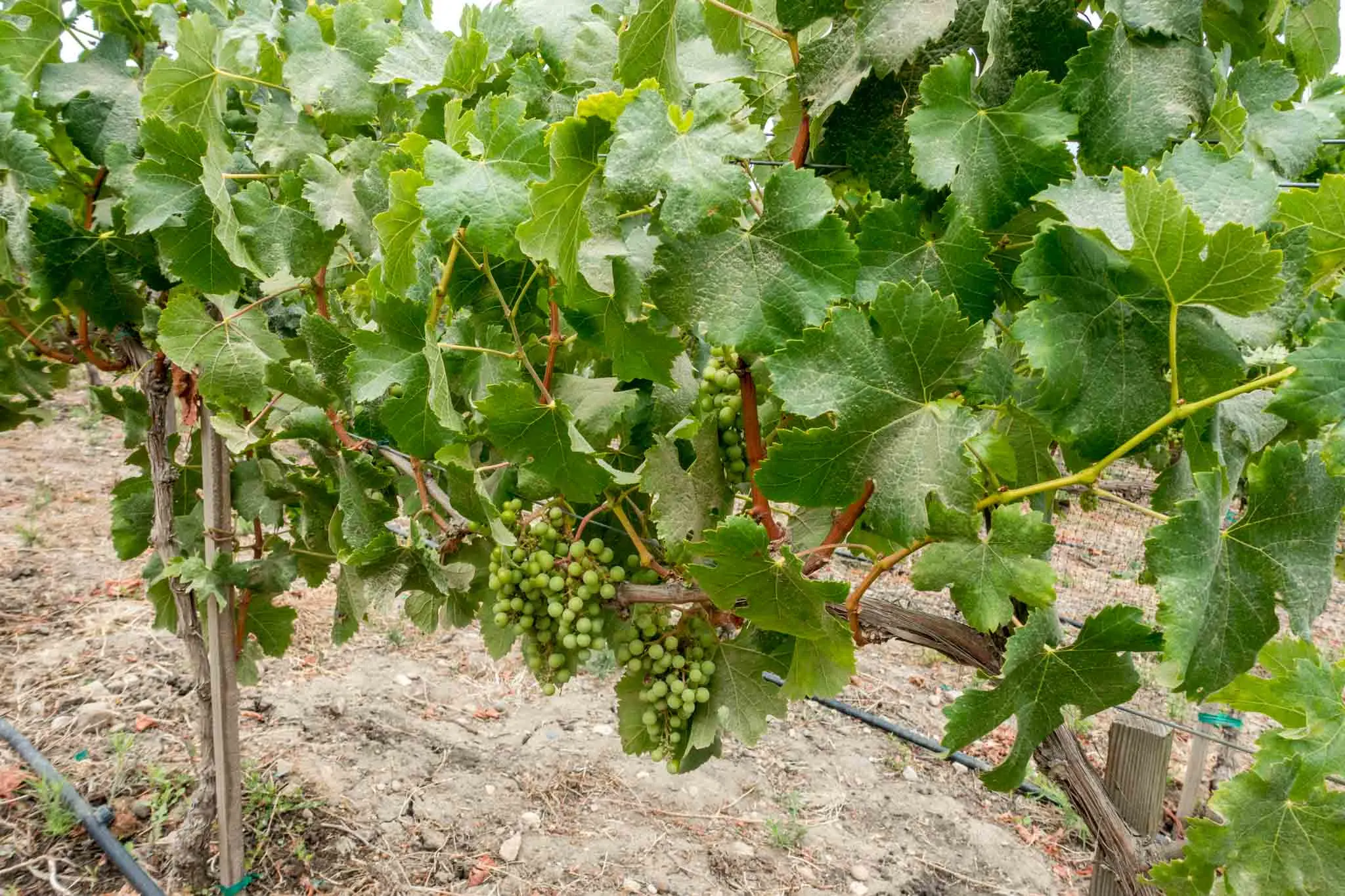 Grapes on a vine at a vineyard