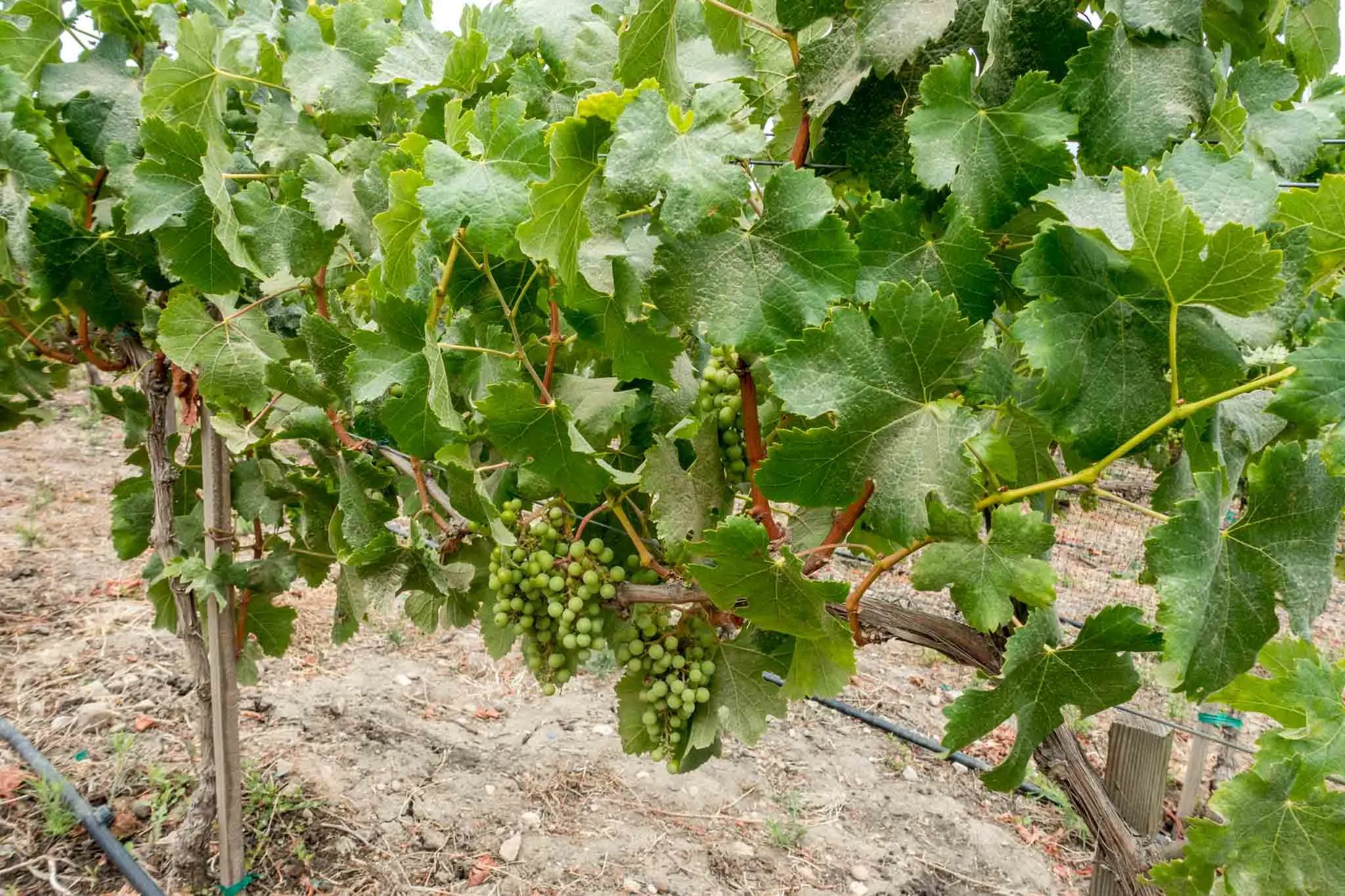 Grapes on the vines