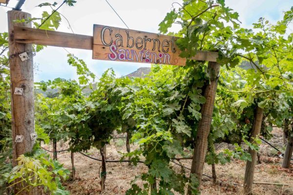 Cabernet Sauvignon vineyard in Mexico