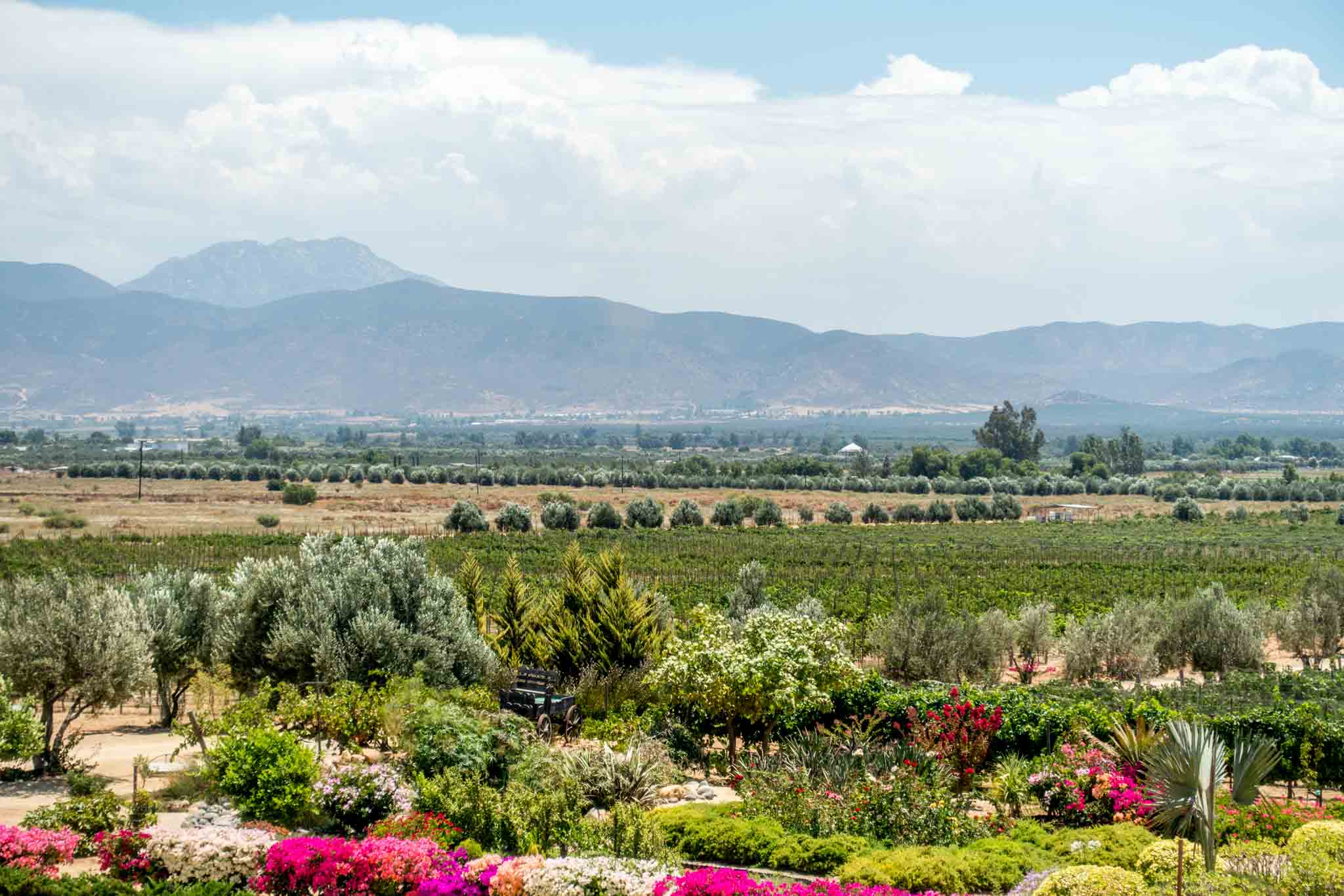 The hills and vineyards of the Valle de Guadalupe in Mexico