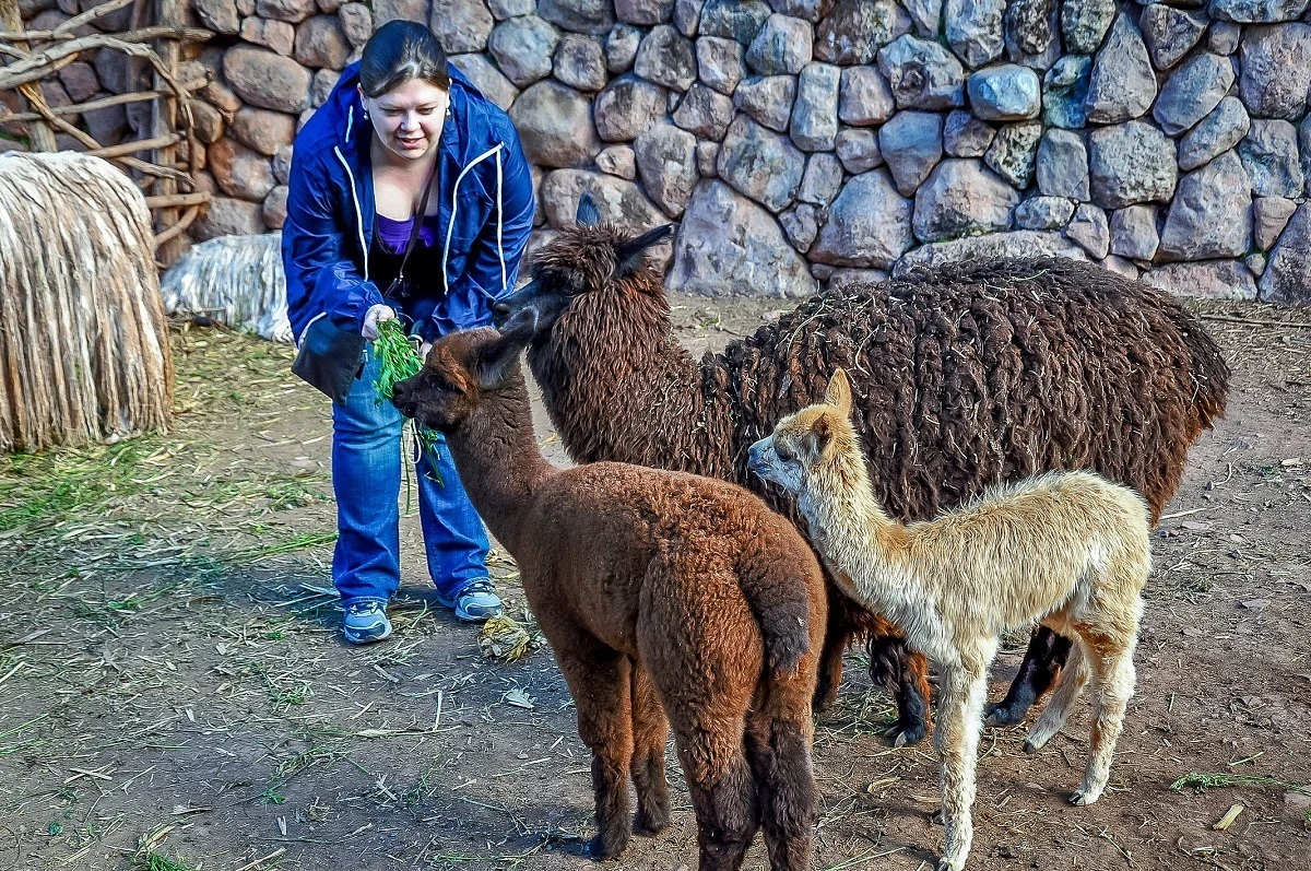 Woman feeding leaves to llamas and vicuna 