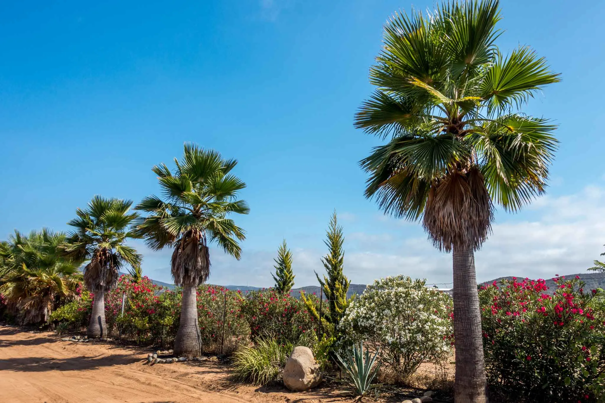 Palm trees at Vinicola Relieve in Baja California