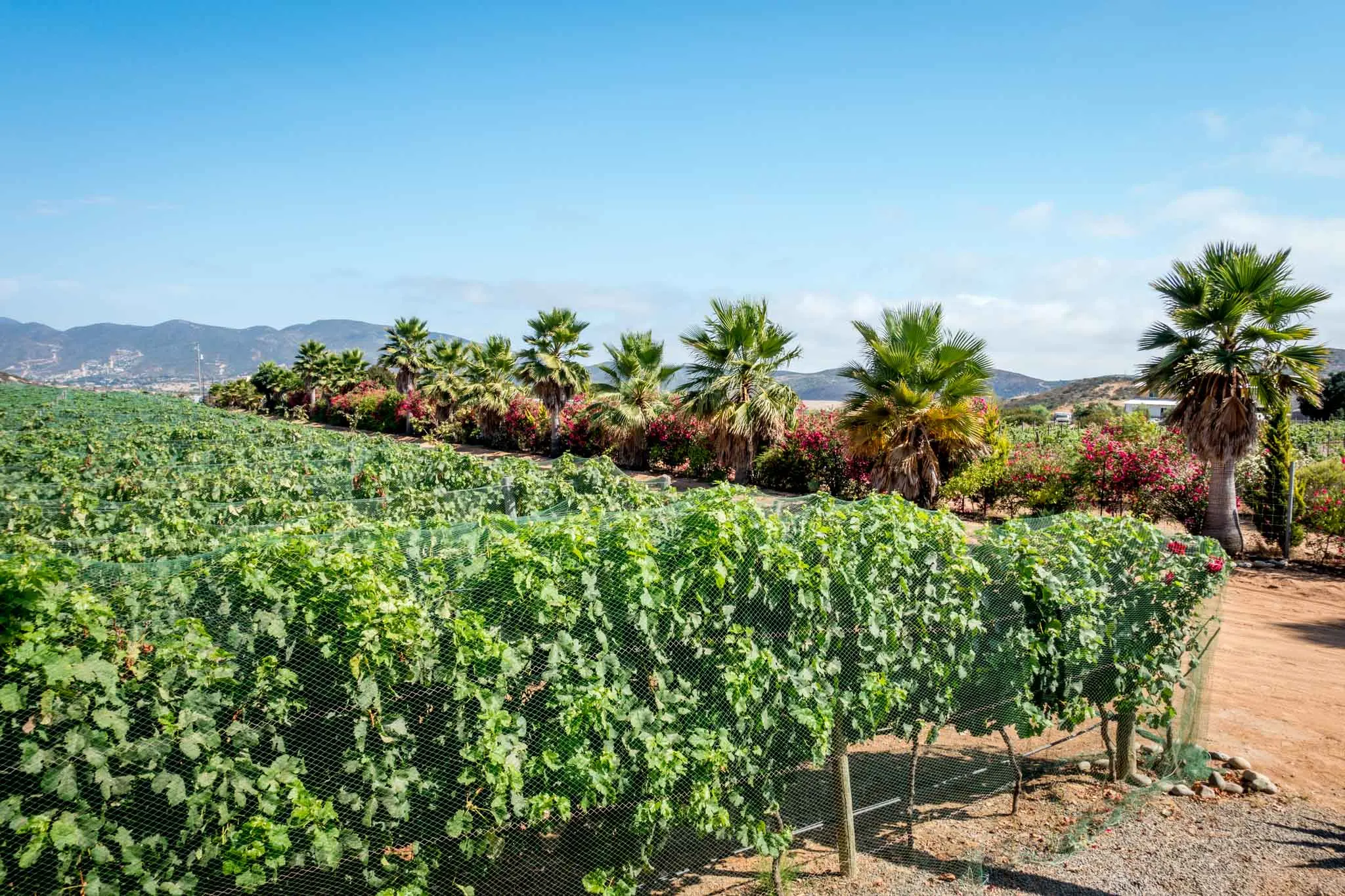 Rows of grape vines with palm trees in Baja Mexico