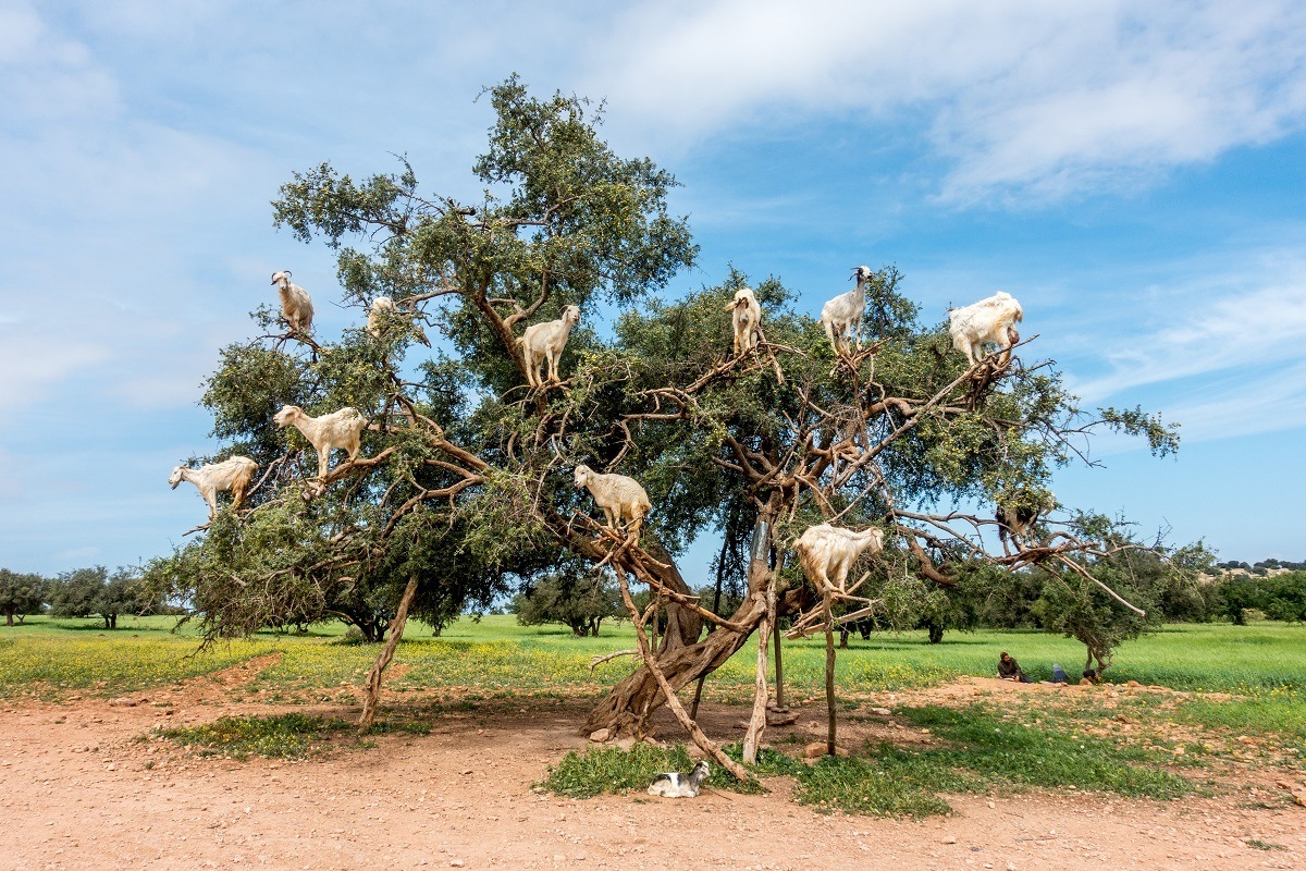 Goats perched on the branches of argan trees. 