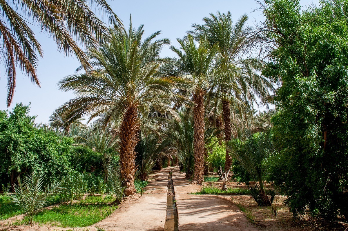 Date trees being irrigated in the desert of Morocco.