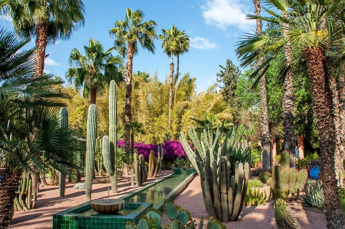 Cacti and trees in a garden