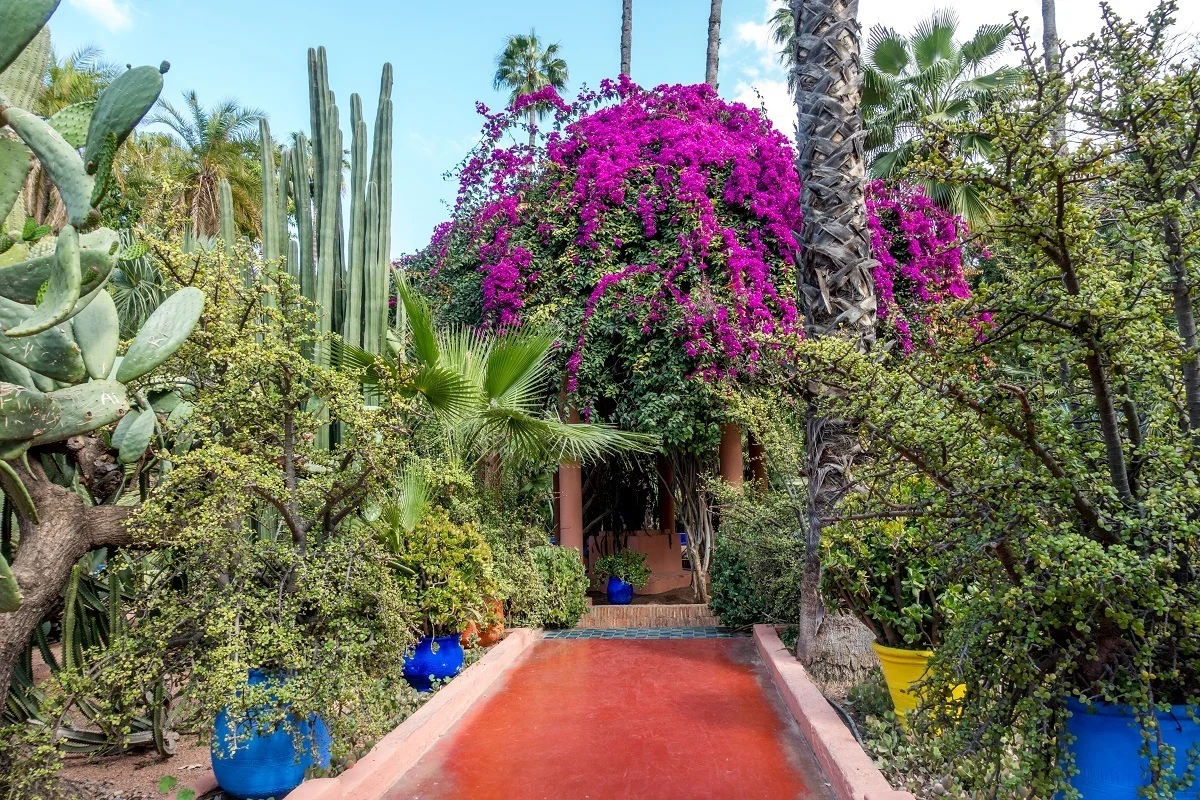 Plants, trees, and flowers at Jardin Majorelle