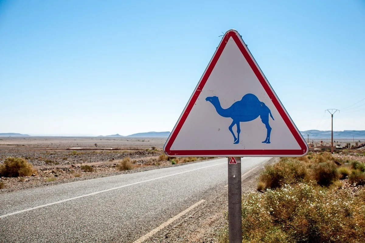 Sign warning about the presence of camels