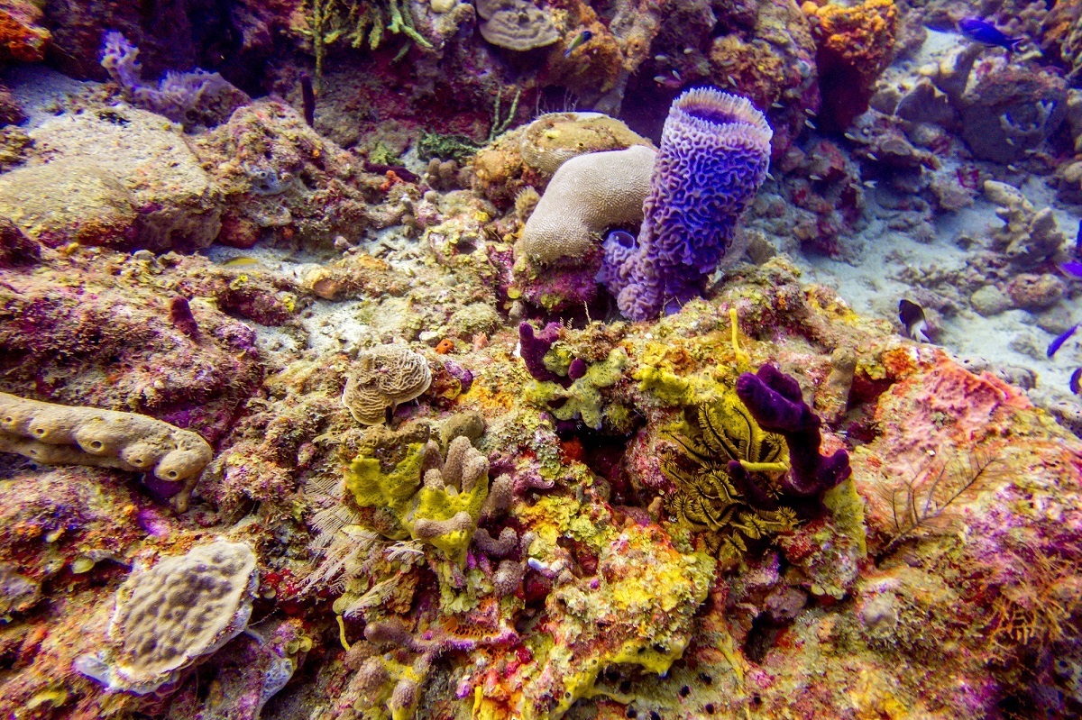 Sponges and coral underwater