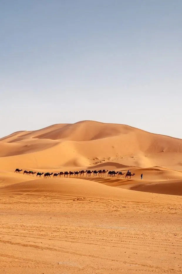 Camels walking through the Merzouga desert 