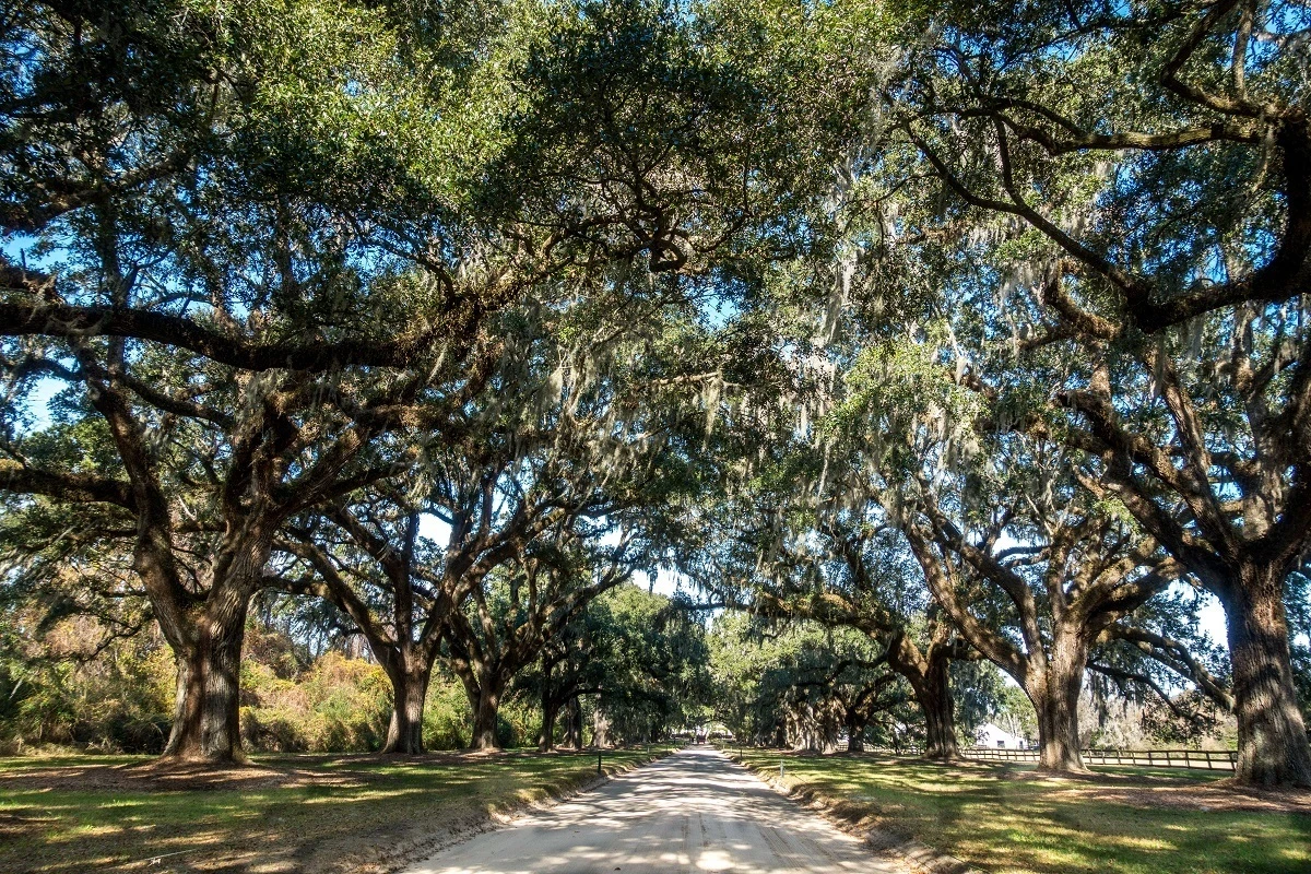 Two rows of old oak trees along a driveway