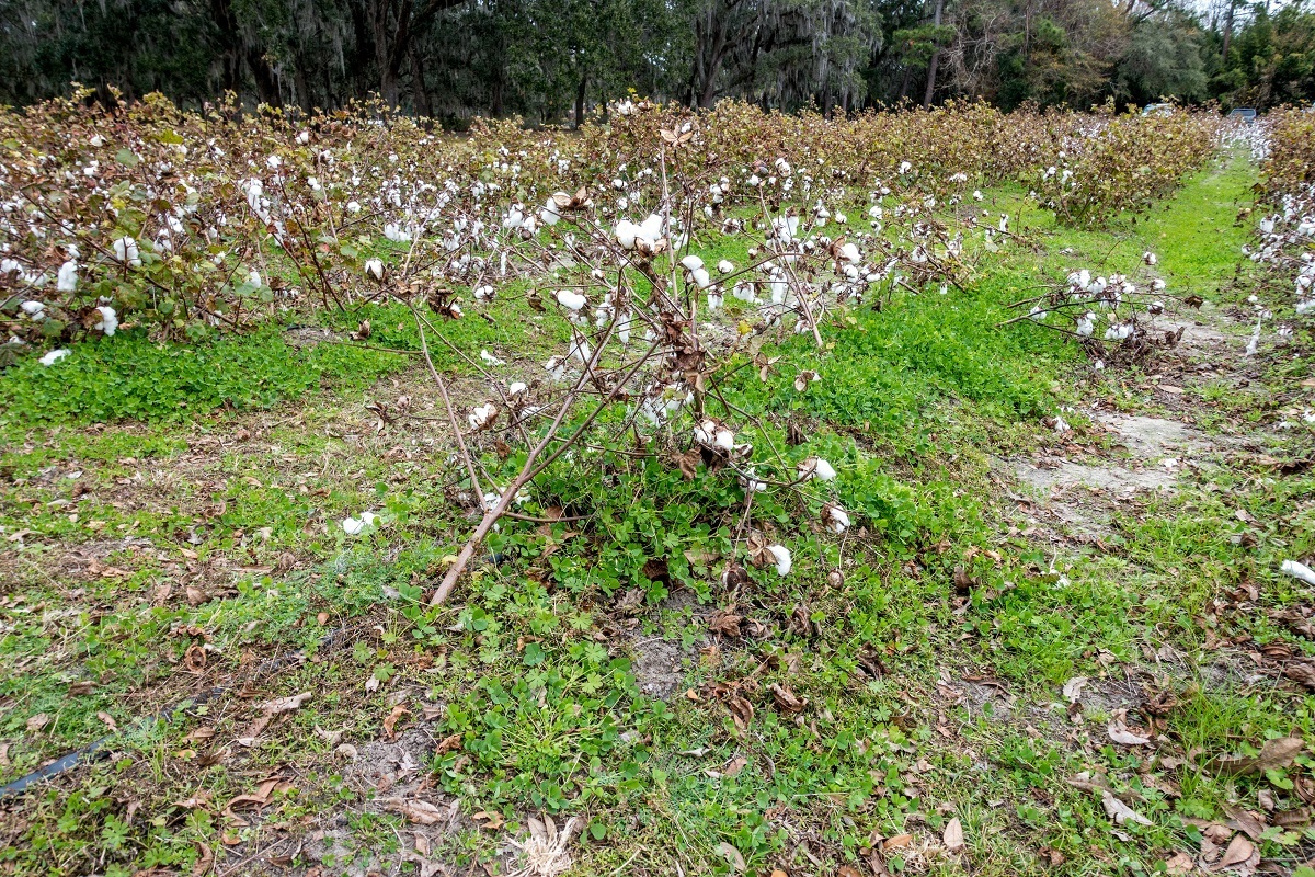 Cotton growing in field