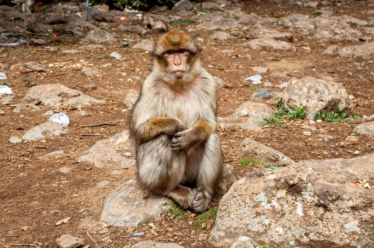 Monkey sitting on a rock.