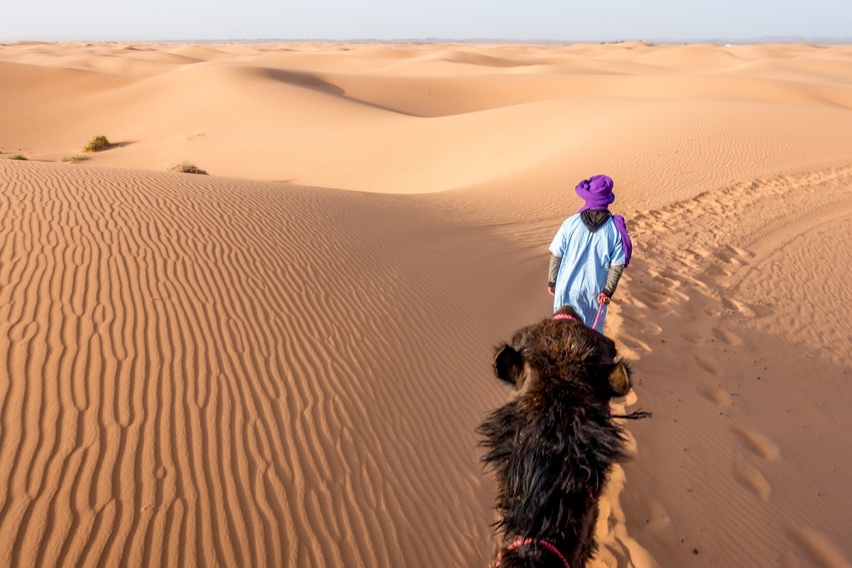 Man leading camel through sand dunes.