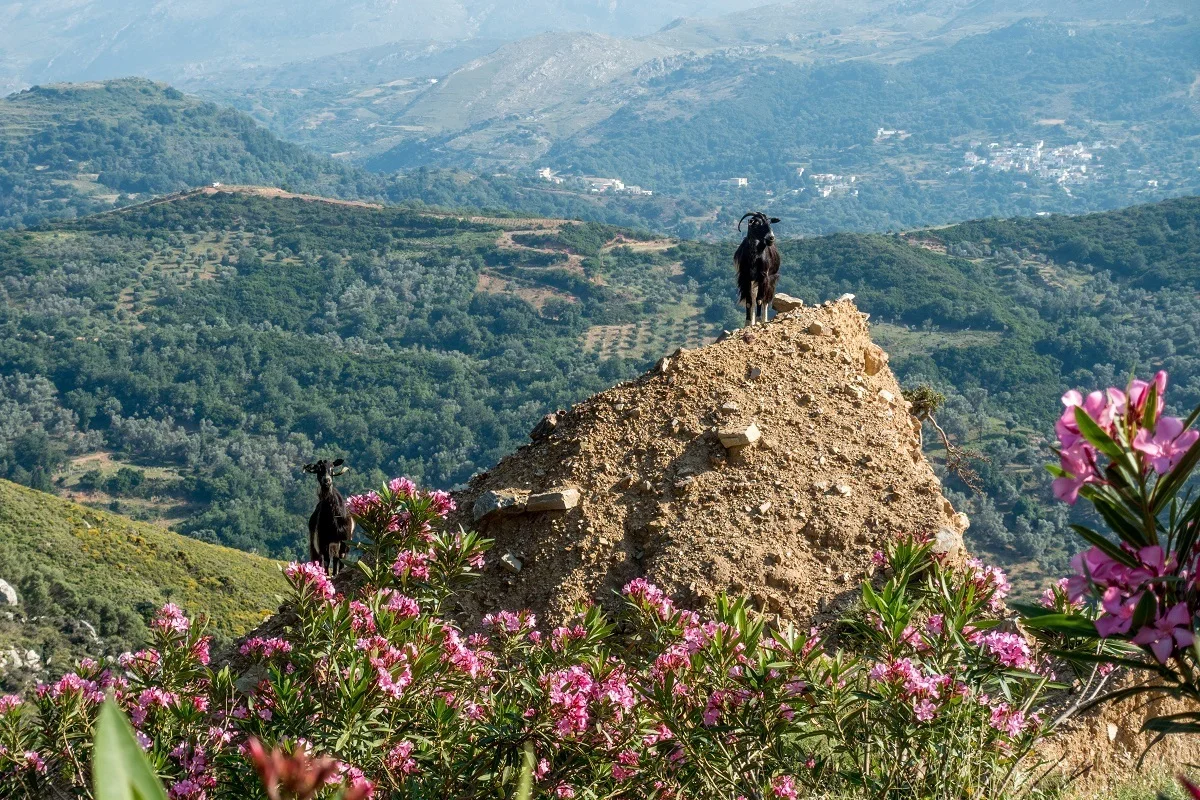 Goats on sides of mountains dotted with pink flowers