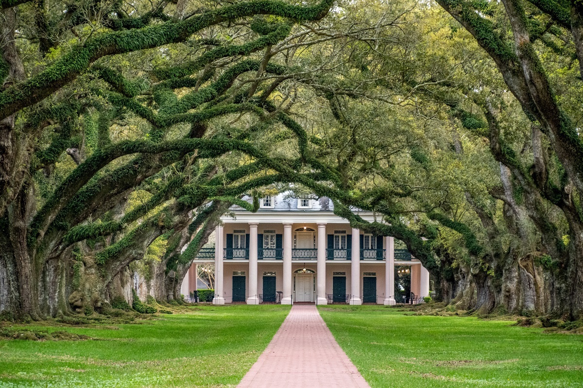 Columned mansion at the end of rows of oak trees