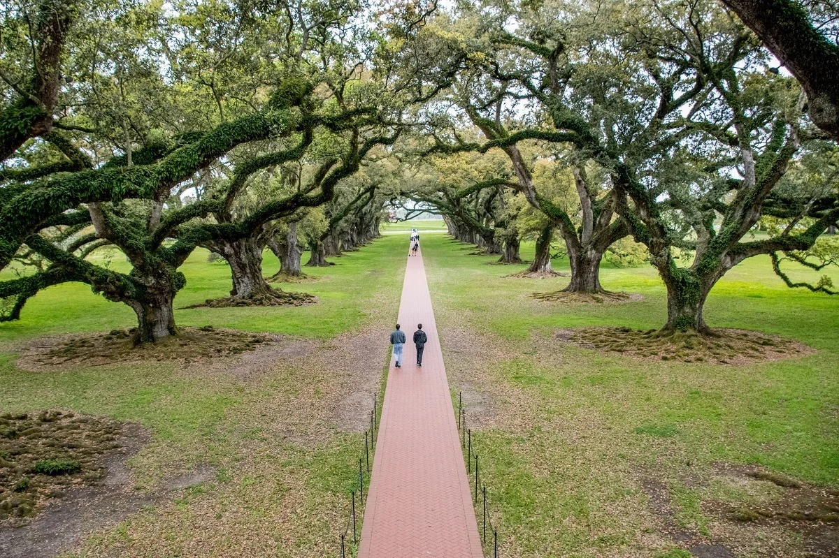People walking past large oak trees