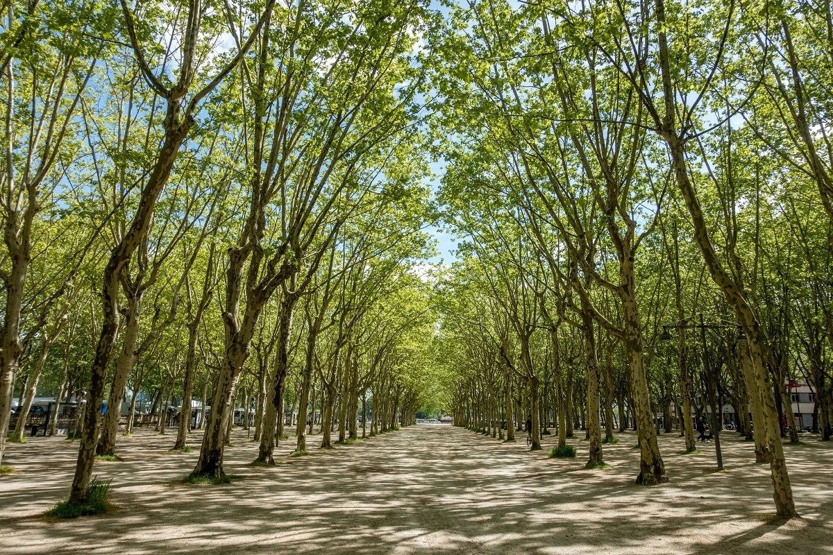 Lines of uniformly-planted trees in a city square