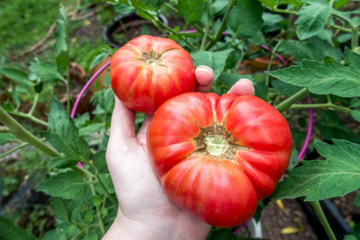 Tomatoes in backyard garden