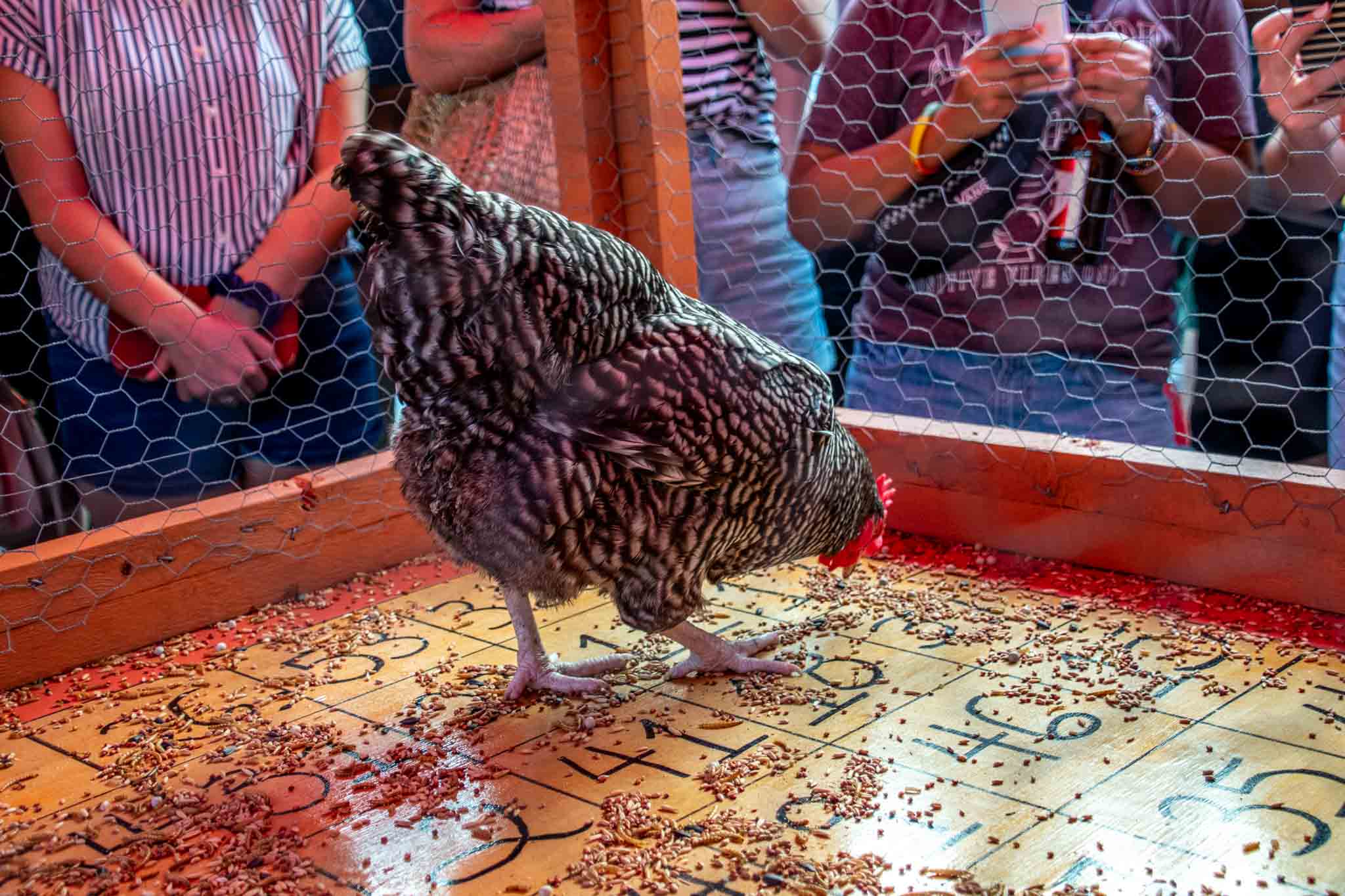 Chicken eating seed in coop surrounded by spectators at Chicken Shit Bingo.