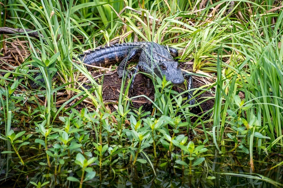 Alligator on the banks of a Louisiana bayou