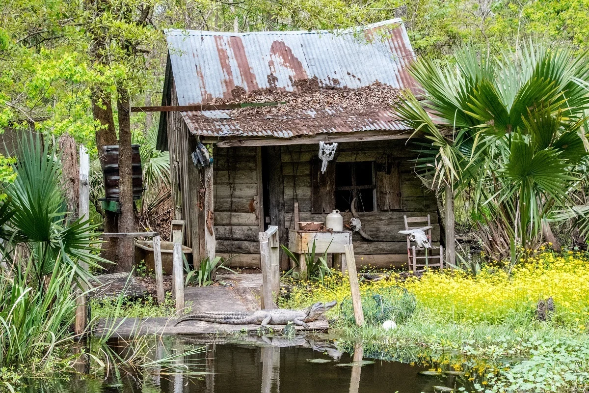 Alligator sunning in front of a shack by the water. 