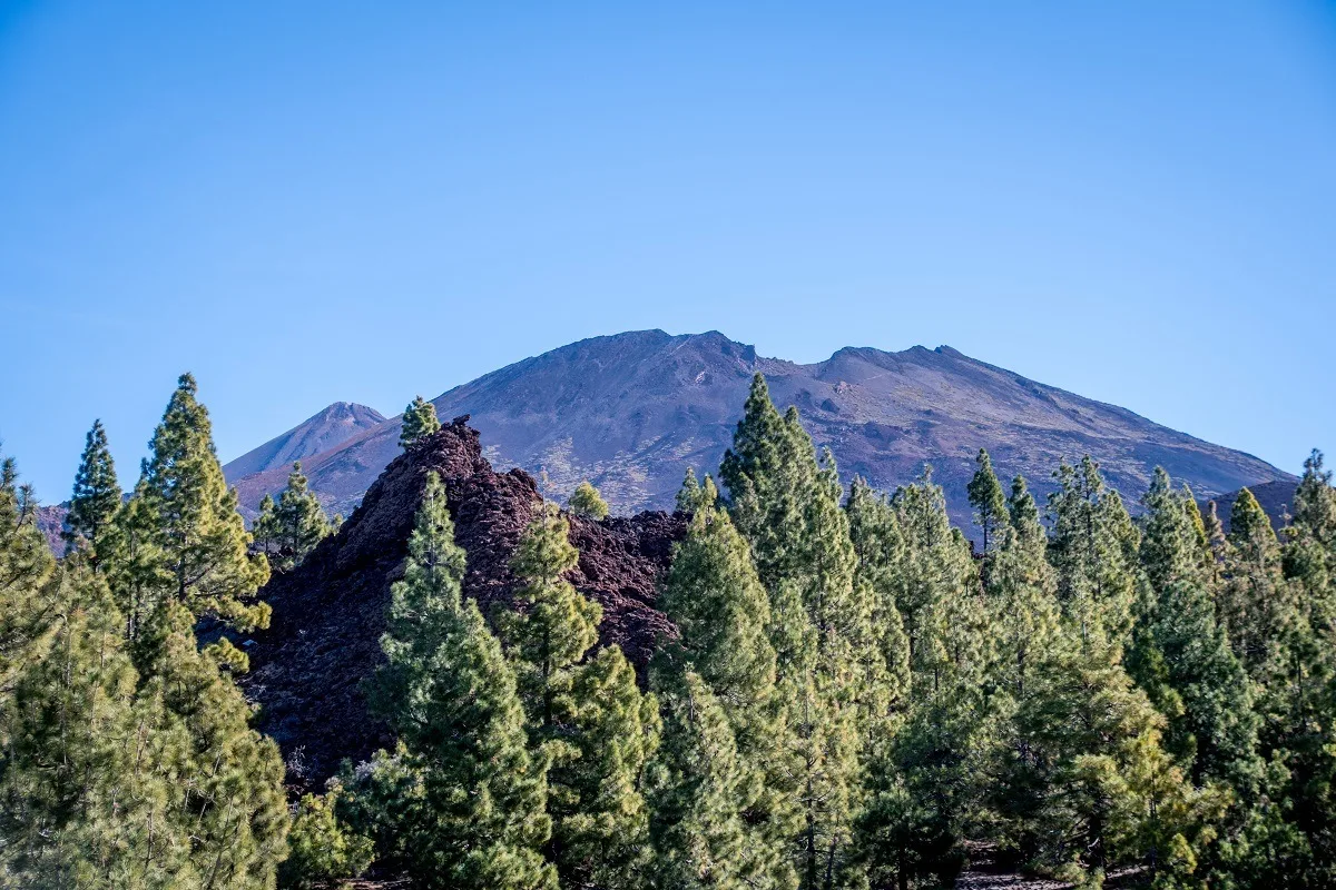 Views of Mt Teide summit with trees
