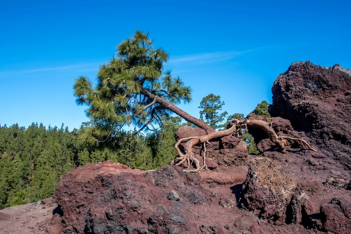 Tree growing out of a volcanic rock formation on Mt Teide