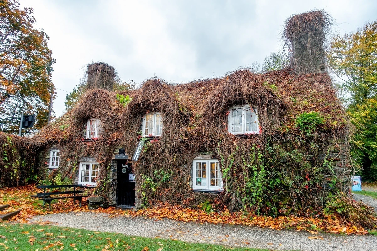 Small, ivy-covered building