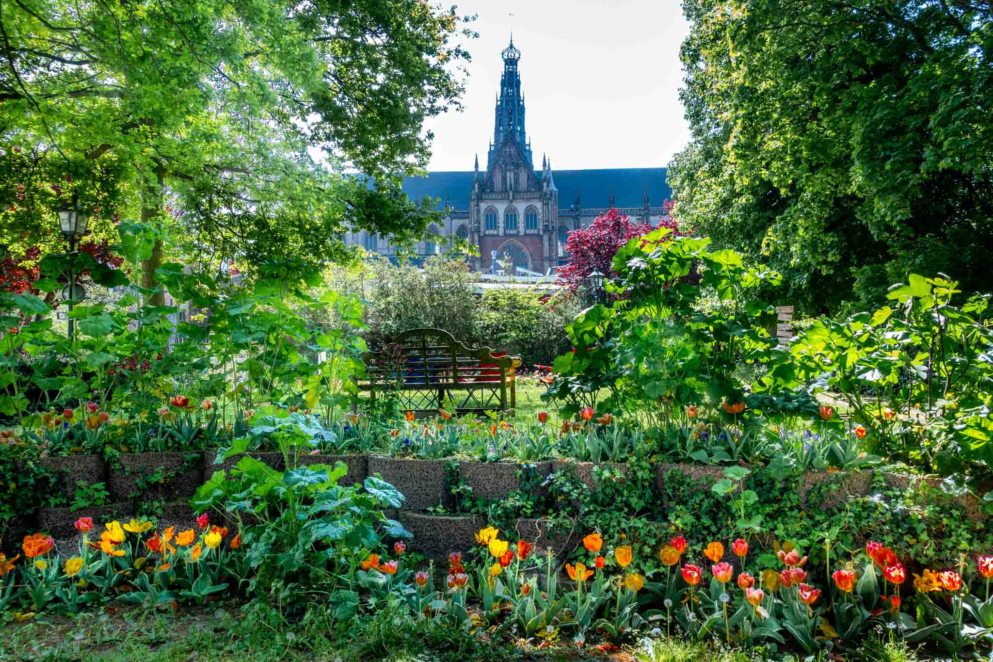 Garden with tulips and trees with St. Bavo Church in the background