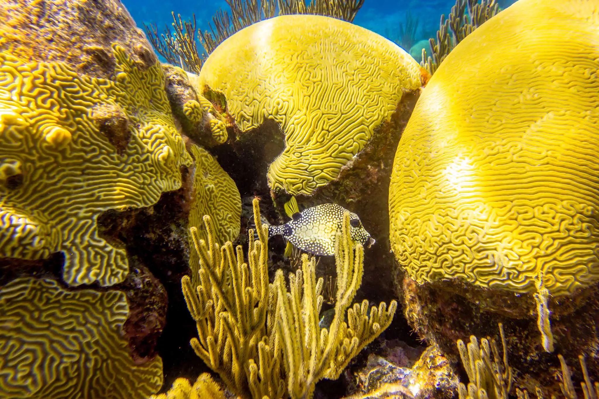 Fish swimming by yellow brain coral