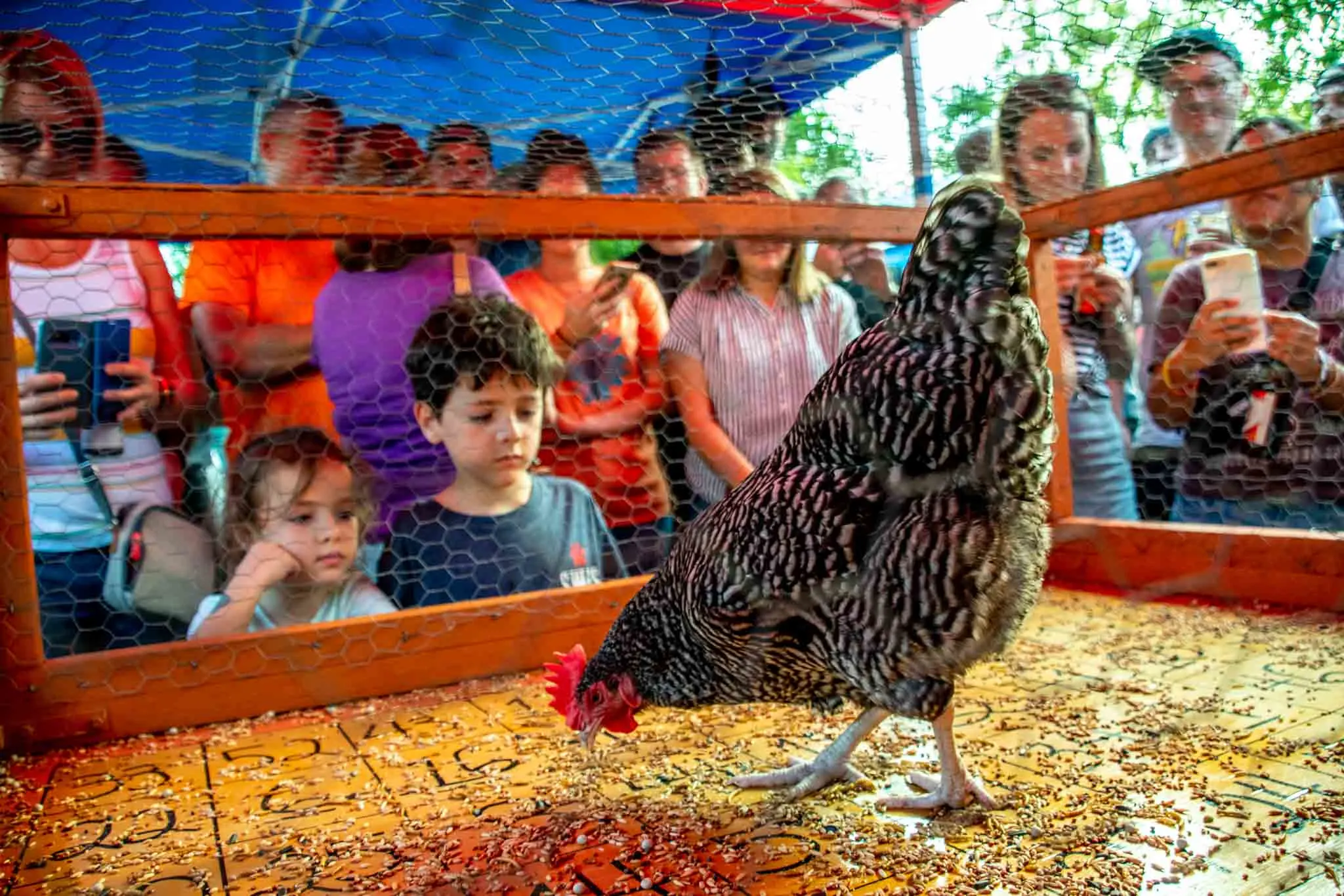 Kids watching a chicken on the bingo board