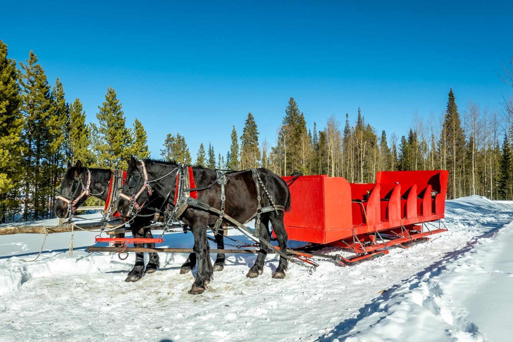 Horse-drawn sleigh 
