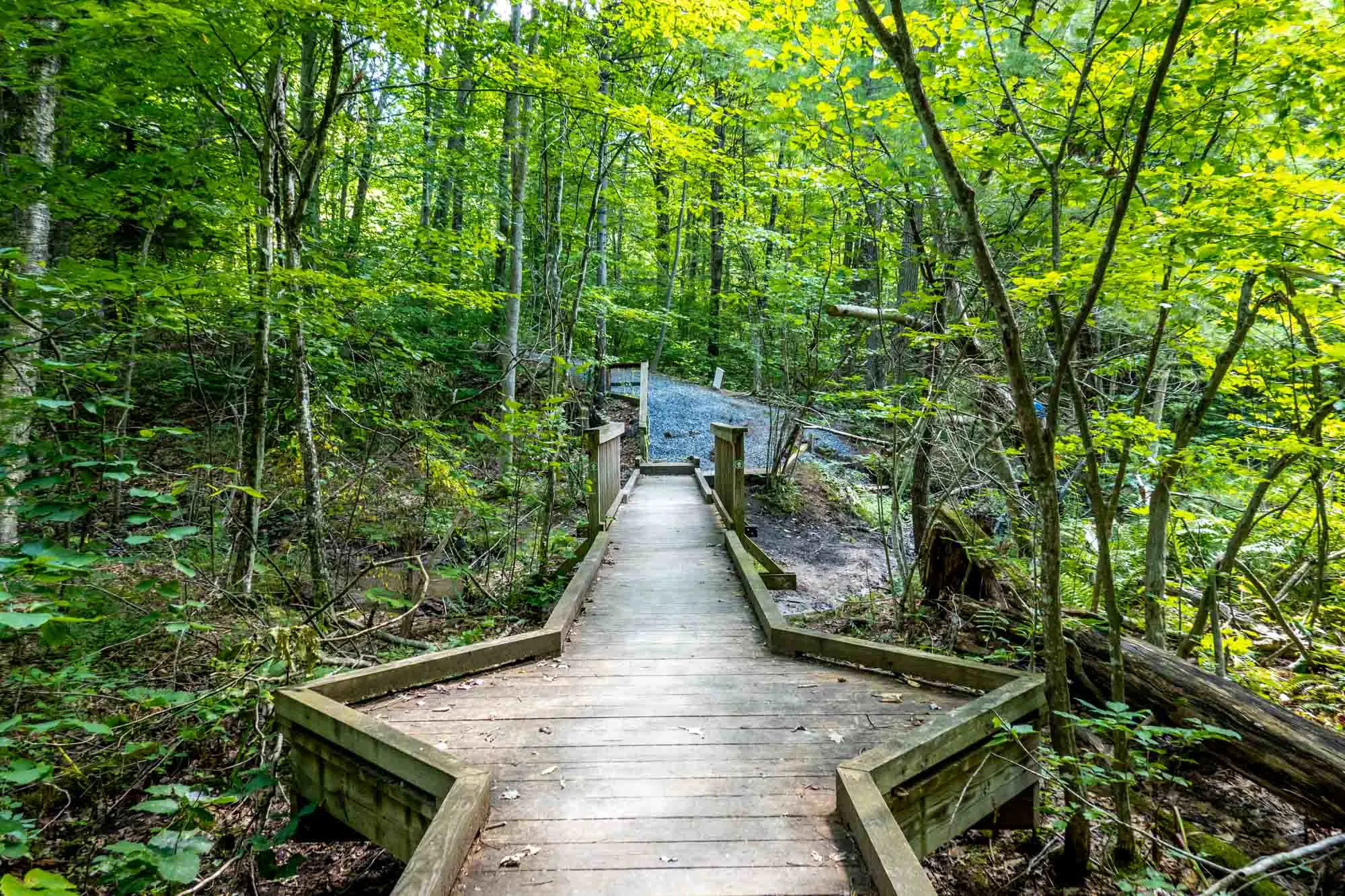 Wooden walkway through lush, green vegetation