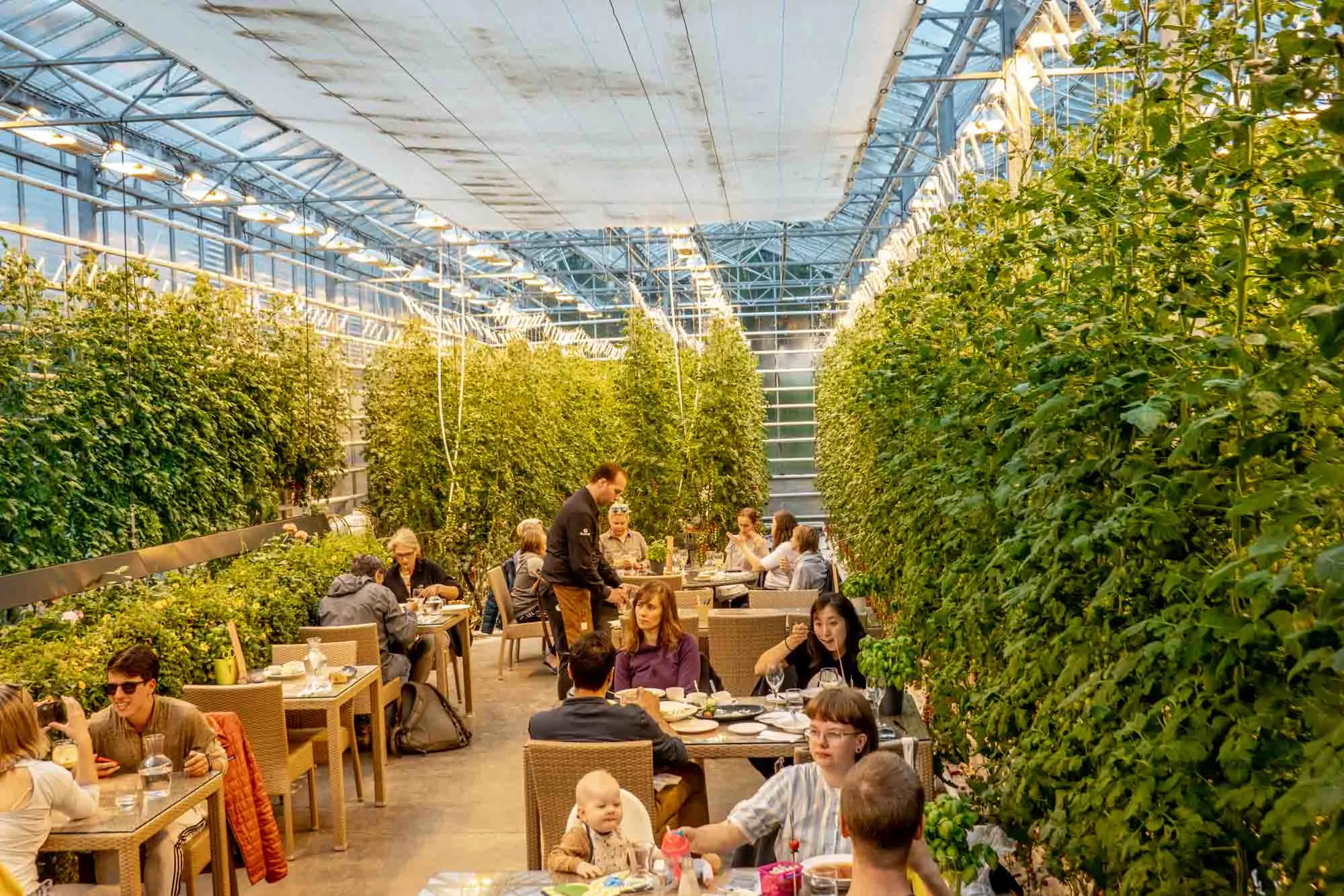 People eating at tables in greenhouse of tomato plants