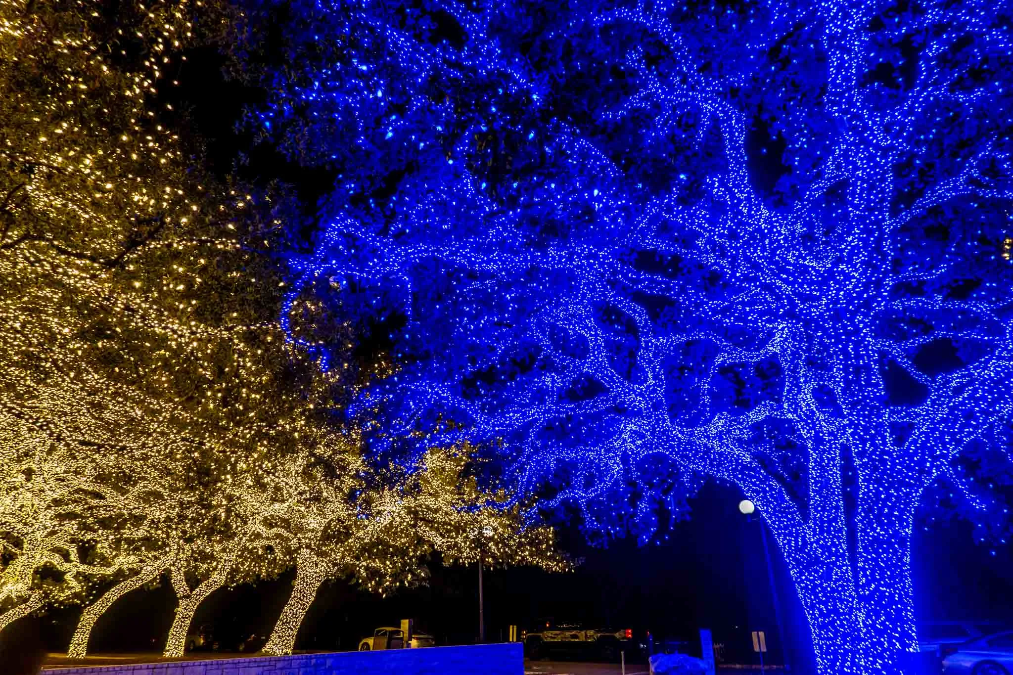 Trees covered in white and blue Christmas lights shining brightly