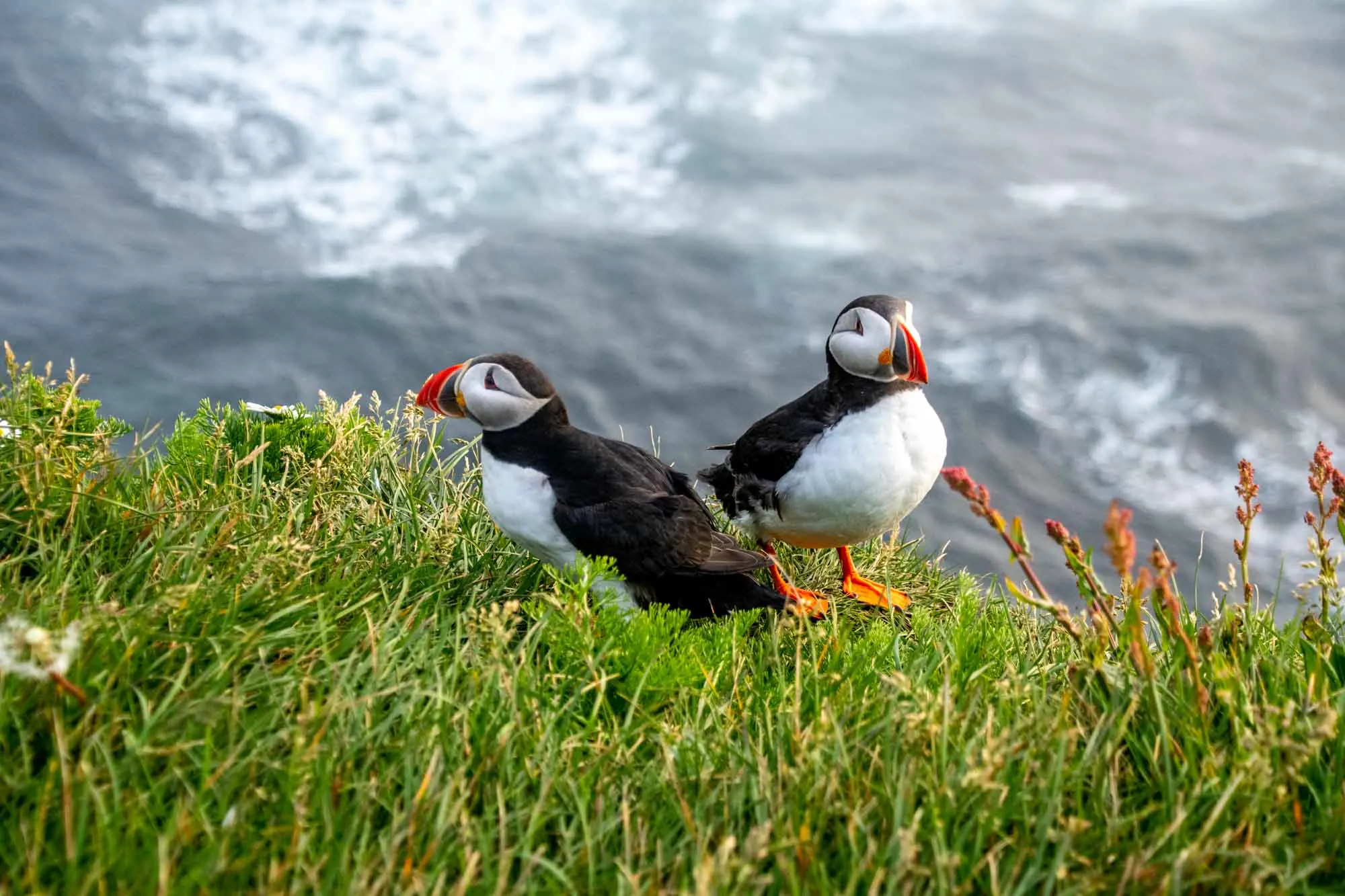 Two puffins on sea cliff