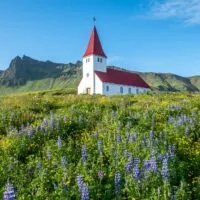 Red church on hill with purple flowers