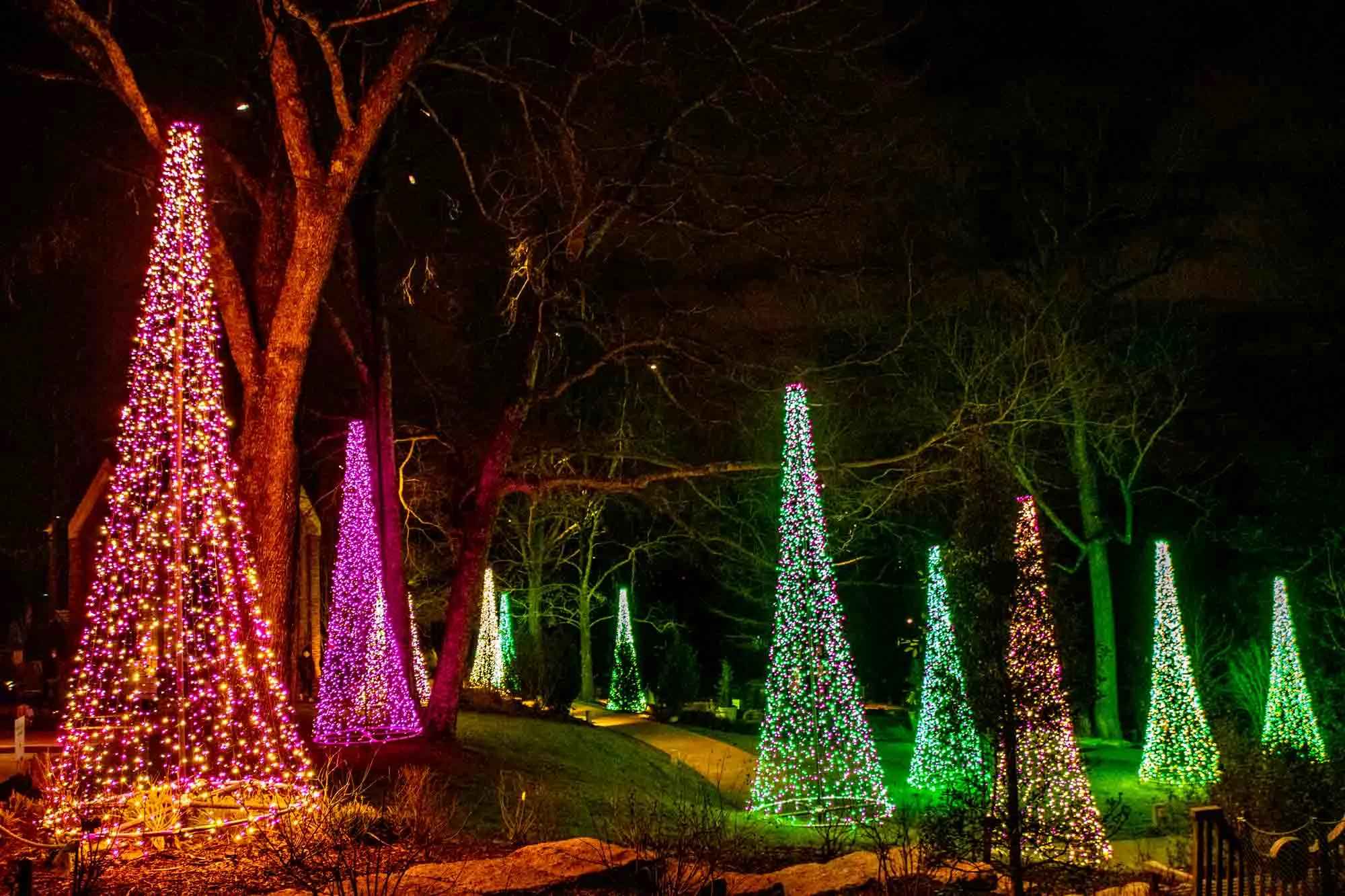 Green, pink, and white lights strung in the shape of Christmas trees