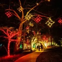 People on a path underneath trees decorated with yellow and red Christmas lights