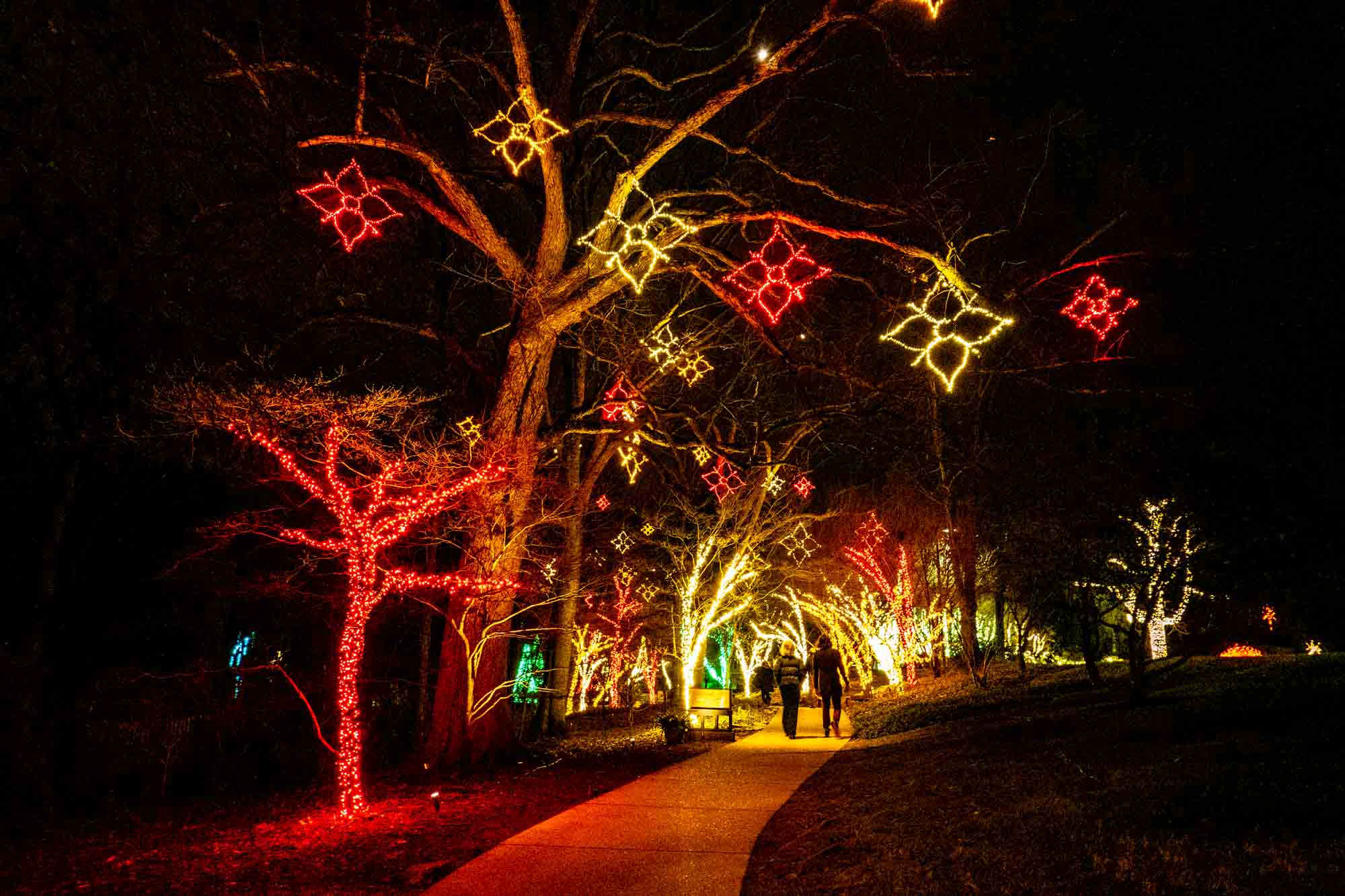 People on a path underneath trees decorated with yellow and red Christmas lights.