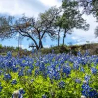 Field of bluebonnets in the Texas Hill Country