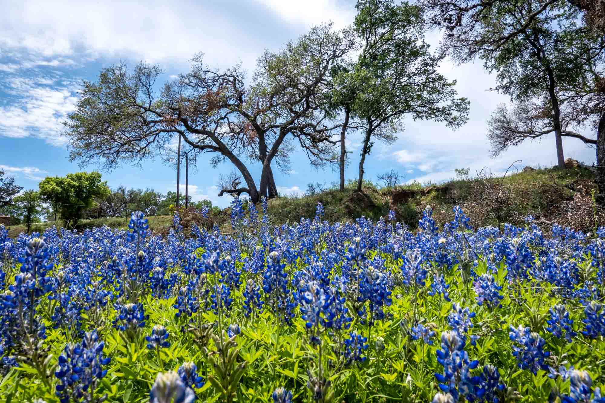 Hillside of Texas bluebonnets