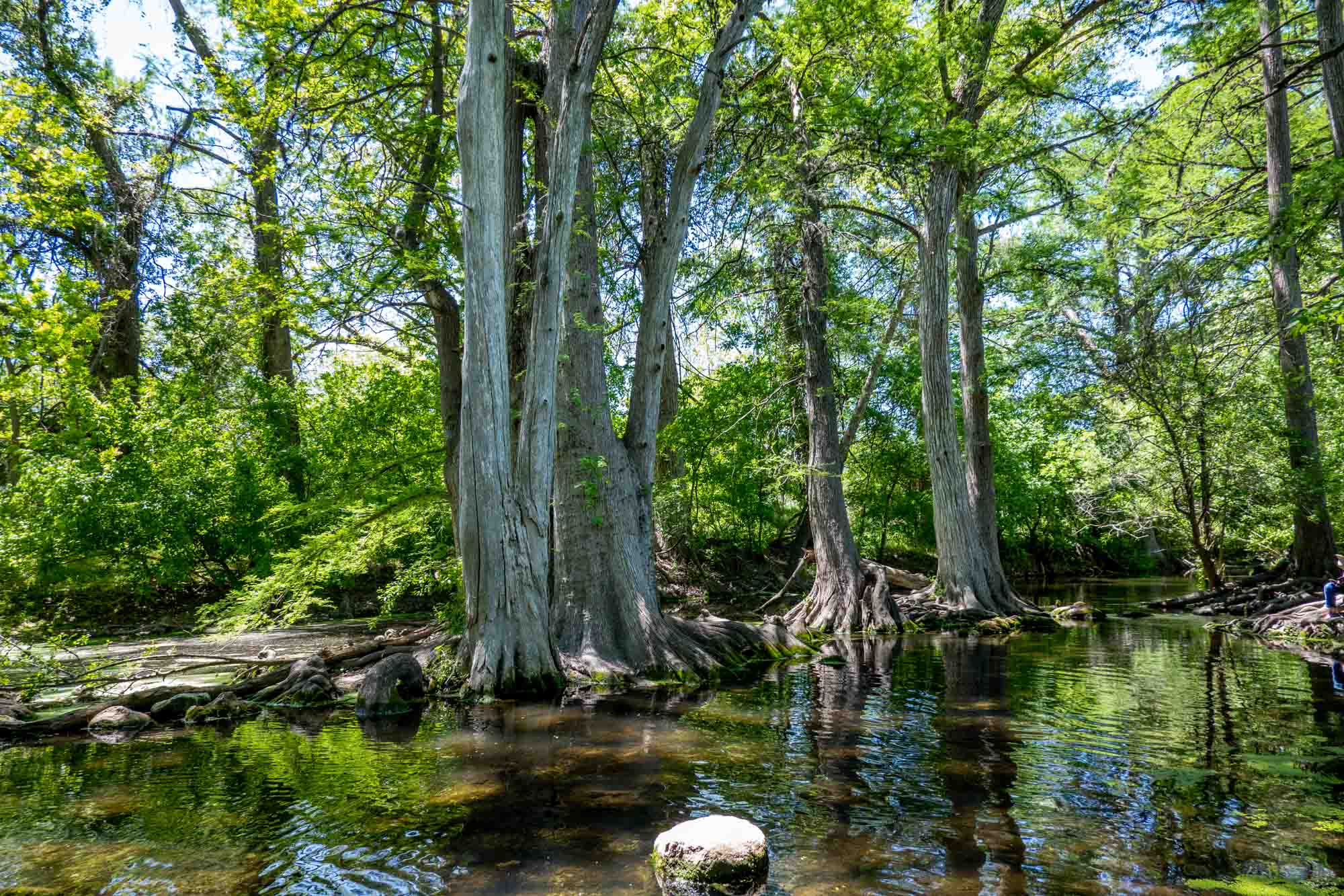 Creek lined with tall cypress trees