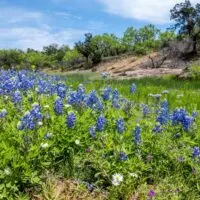 The Willow City Loop bluebonnets in bloom