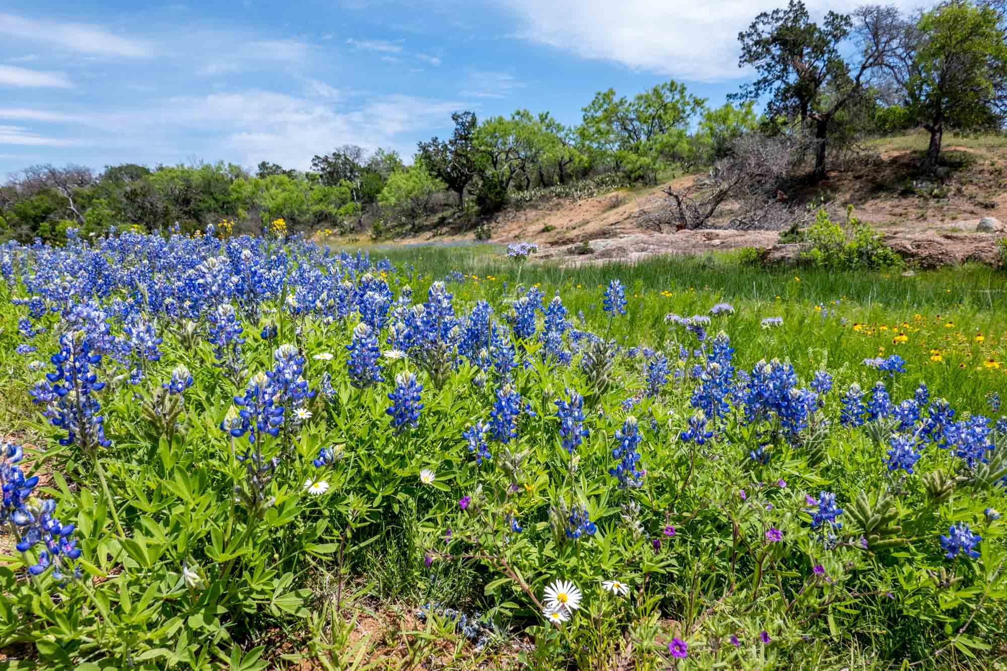 Bluebonnet flowers in bloom